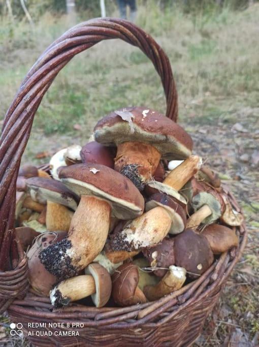 Sielska Oaza - Siedlisko Wiejskie Z Domem Calorocznym Βίλα Osiek  Εξωτερικό φωτογραφία